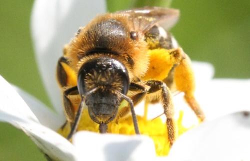 Lasioglossum xanthopus